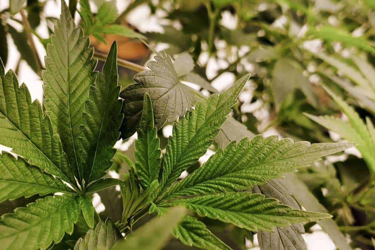 How Terpenes Affect the Experience | Elevated Trading