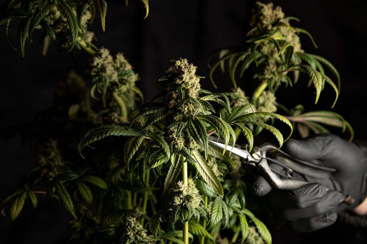 Outdoor vs. Indoor Hemp: Which Cultivation Method Wins?