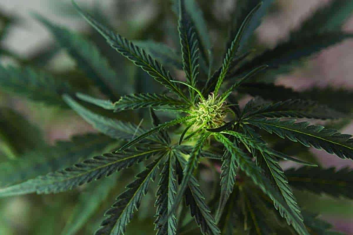 How to Store CBD Flower for Freshness and Quality