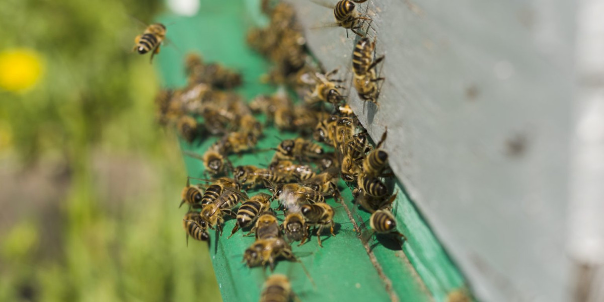 Professional Bees Control in Dubai – Safe, Reliable & Effective Pest Management by bestpestcontroldubai